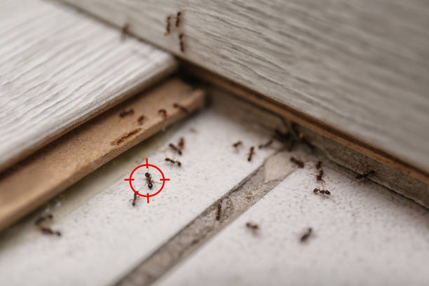 Best Insect Control  in Lake Meade, PA